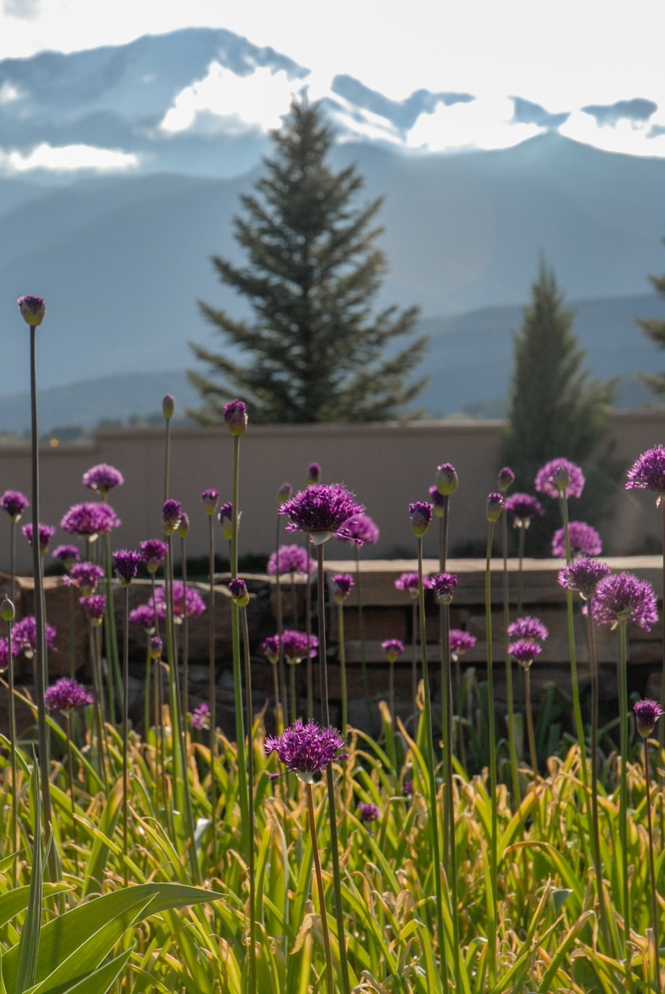 Purple Sensation Allium